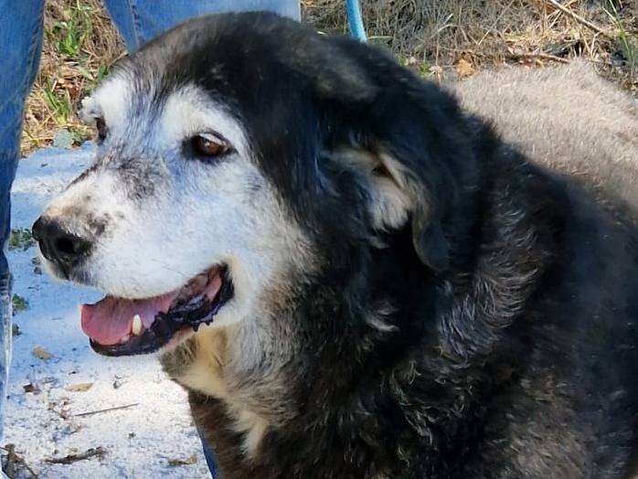 Adotta un cane, taglia grande, maschio, Cosenza