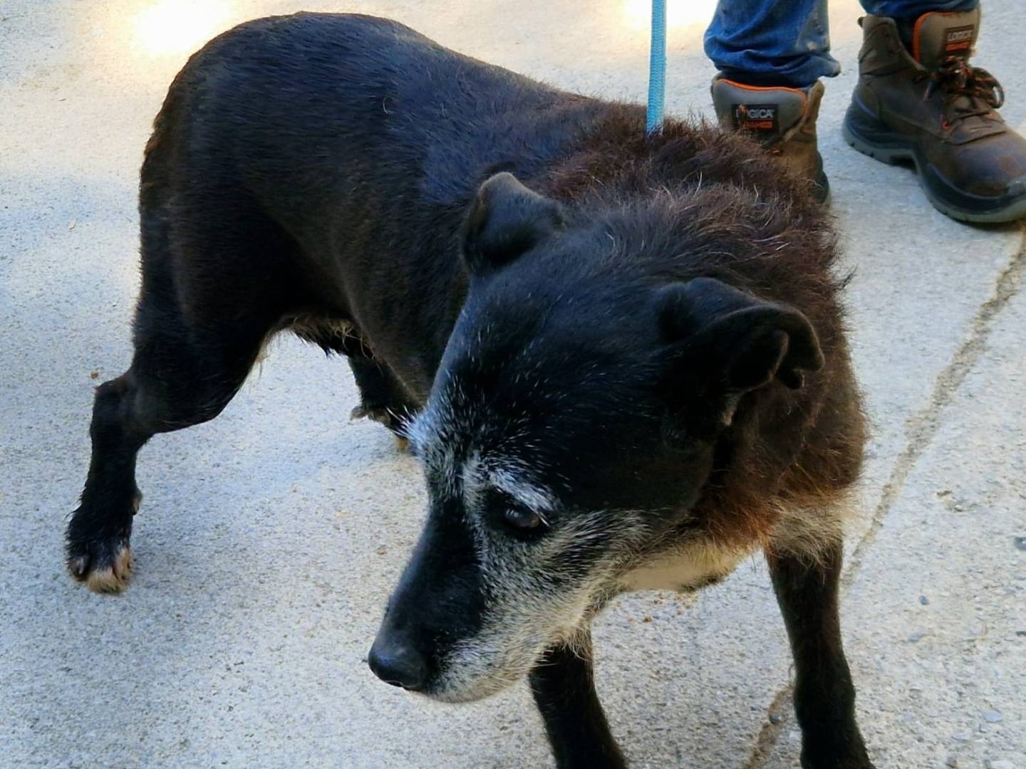 Adozione cane, femmina, Razza sconosciuta Razza sconosciuta, 11 anni e 7 mesi, taglia media, Cosenza