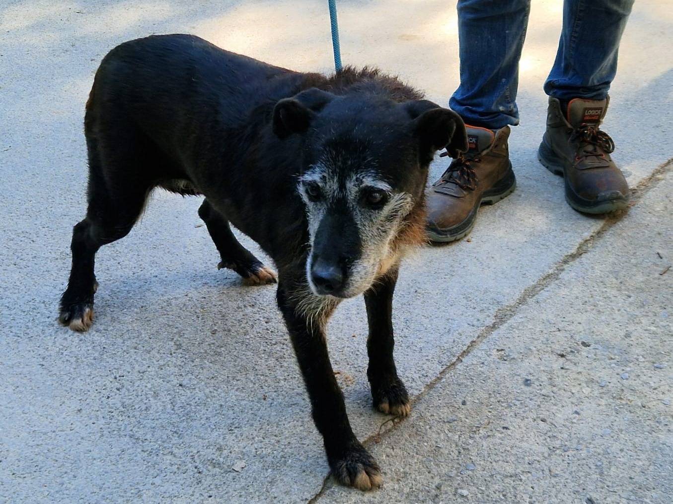 Adotta un cane, femmina, 11 anni e 7 mesi, Cosenza