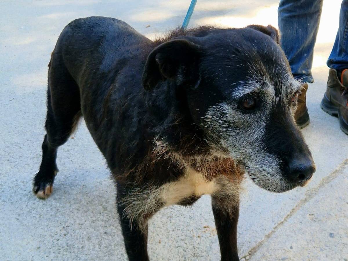 Adotta un cane, taglia media, femmina, Cosenza