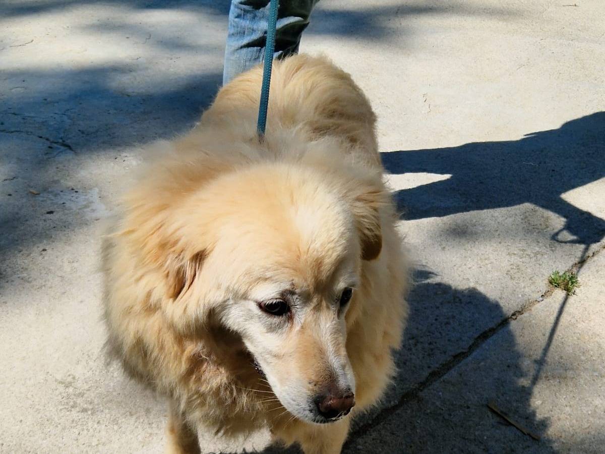 Adozione cane, femmina, Razza sconosciuta Razza sconosciuta, 8 anni e 7 mesi, taglia media, Cosenza