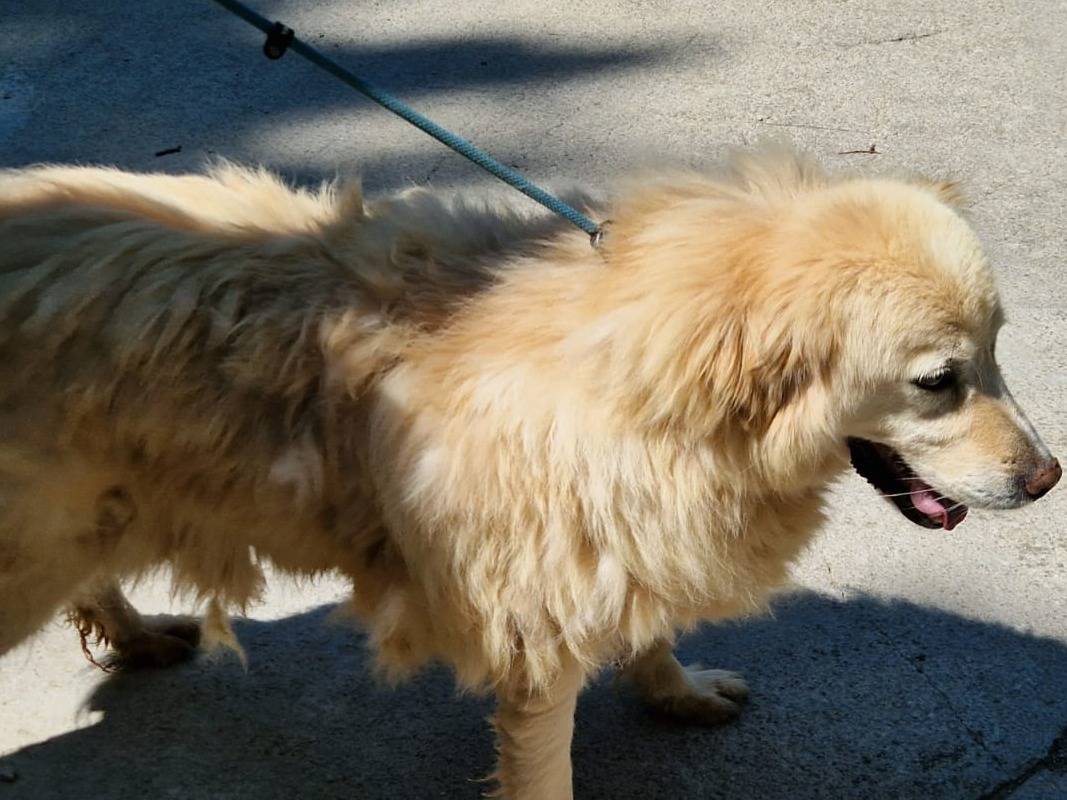 Adotta un cane, femmina, 8 anni e 7 mesi, Cosenza