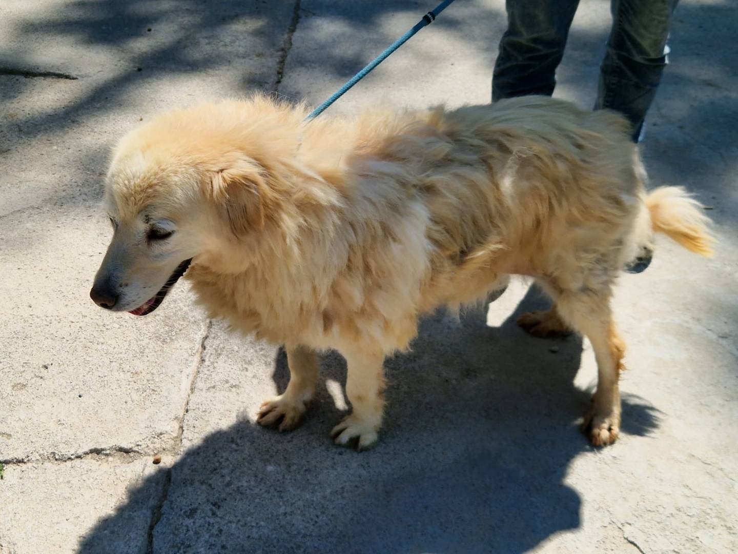 Adotta un cane, taglia media, femmina, Cosenza
