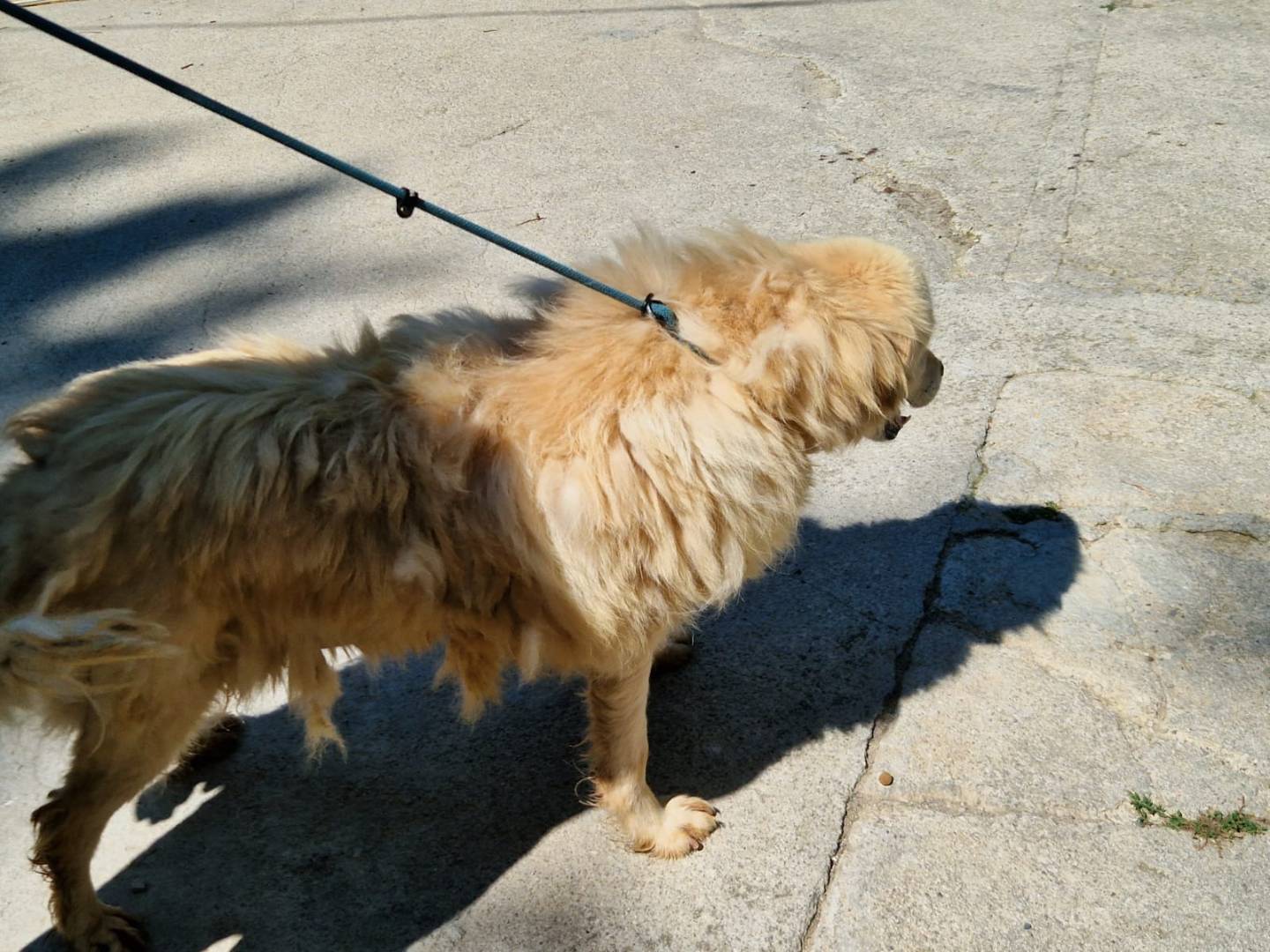 Vuoi adottare un cane a Cosenza?