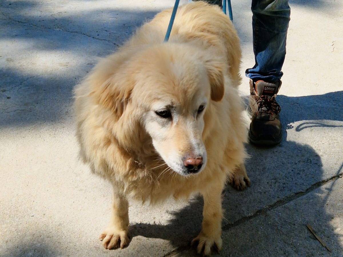 Adotta il cane Bola a Cosenza