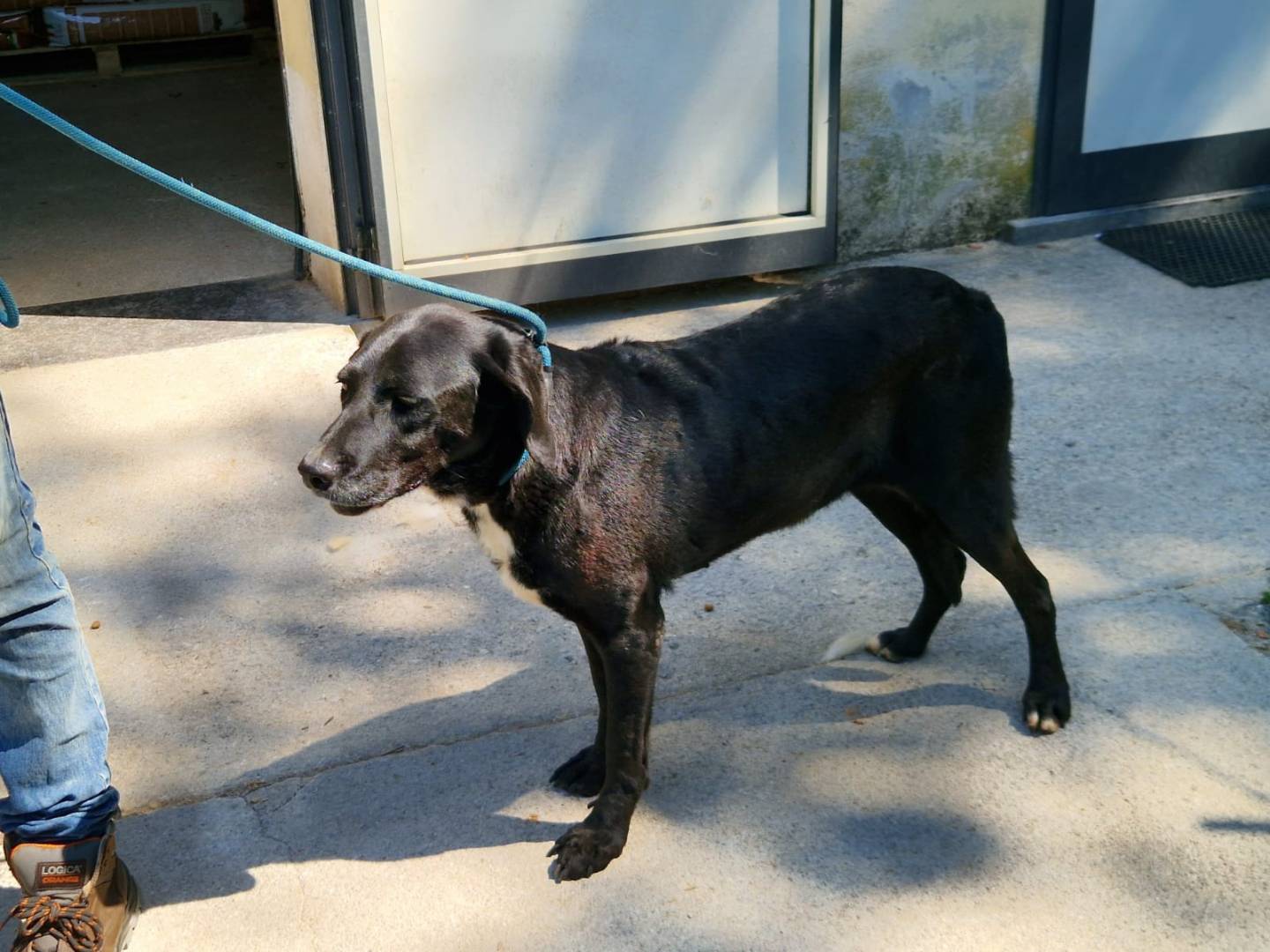 Adozione cane, femmina, Razza sconosciuta Razza sconosciuta, 9 anni e 7 mesi, taglia media, Cosenza