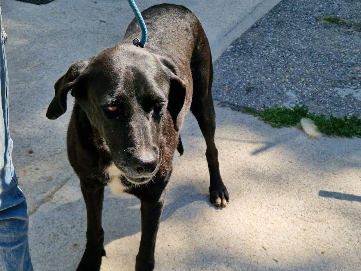 Adotta un cane, femmina, 9 anni e 7 mesi, Cosenza