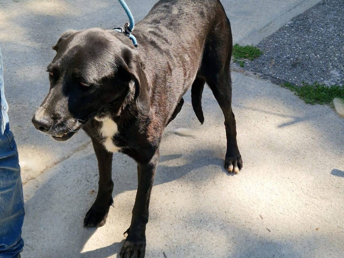 Adotta un cane, taglia media, femmina, Cosenza