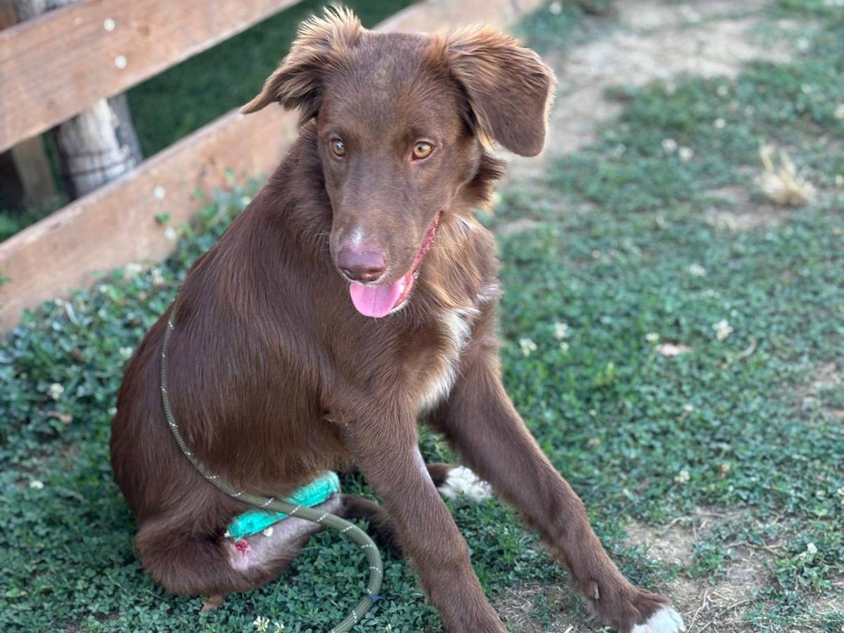 Adozione cane, maschio, Razza sconosciuta Razza sconosciuta, 8 mesi, taglia media, Pisa
