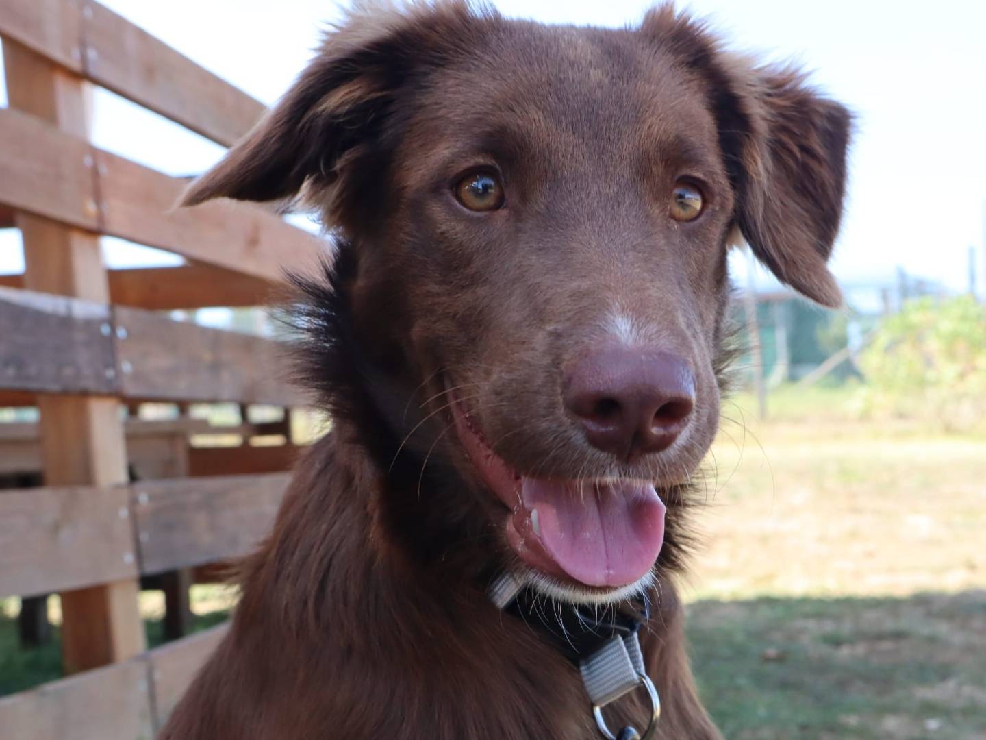 Adotta un cane, maschio, 8 mesi, Pisa