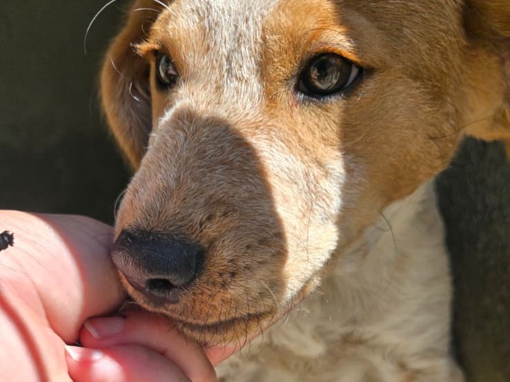 Adozione cane, maschio, Segugio Razza sconosciuta, 3 mesi, taglia media, Avellino