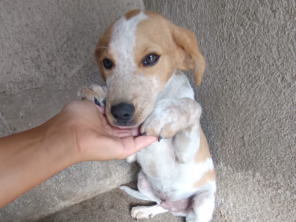 Adotta un cane, maschio, 3 mesi, Avellino