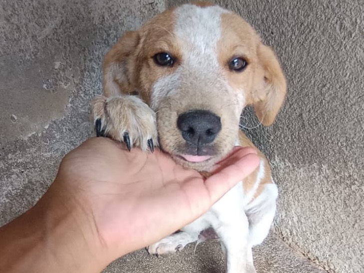 Adotta un cane, taglia media, maschio, Avellino