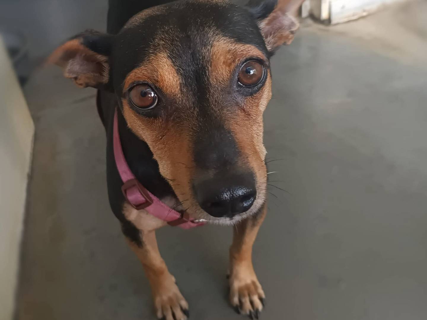 Adozione cane, femmina, Pinscher Razza sconosciuta, 3 anni e 1 mese, taglia piccola, Milano