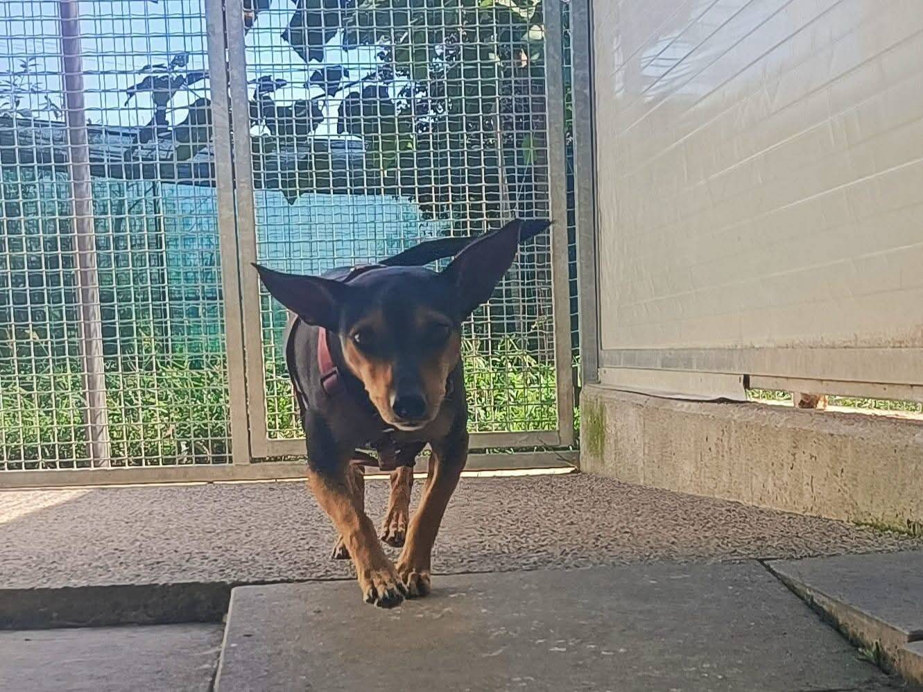 Adotta un cane, femmina, 3 anni e 1 mese, Milano