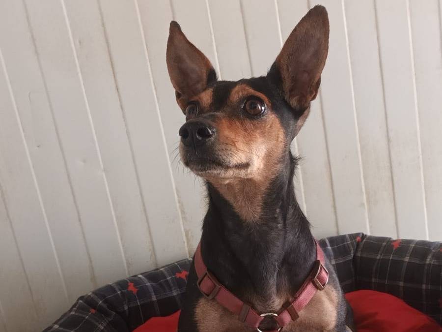 Adotta un cane, taglia piccola, femmina, Milano