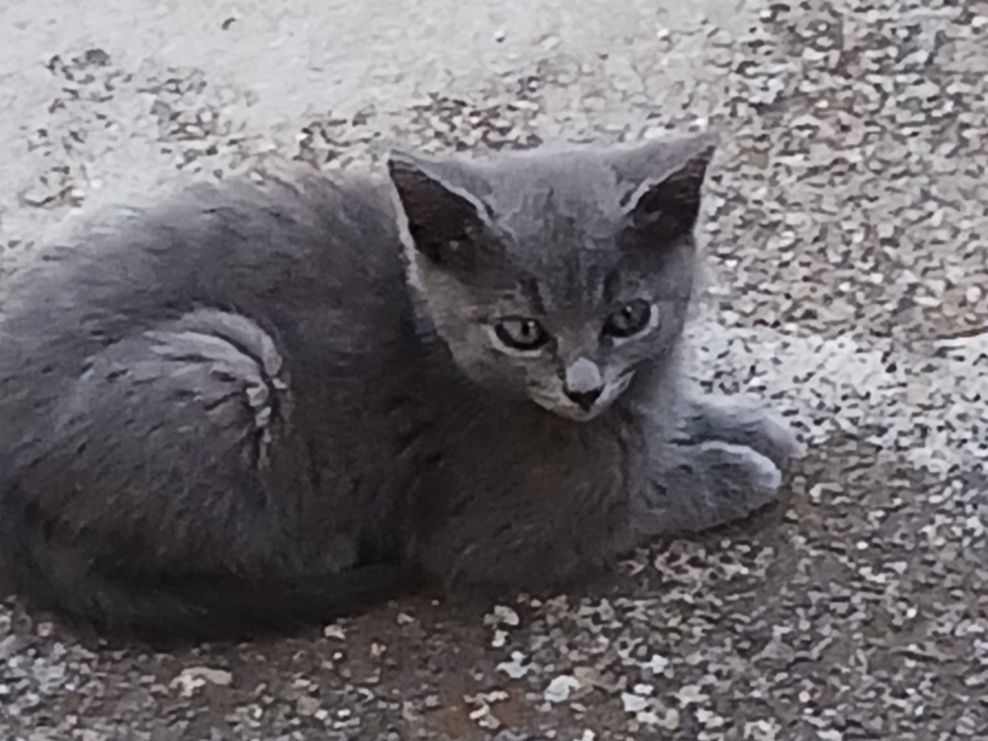 Adozione gatto, femmina, Razza sconosciuta Razza sconosciuta, 4 mesi, taglia non valida, Palermo