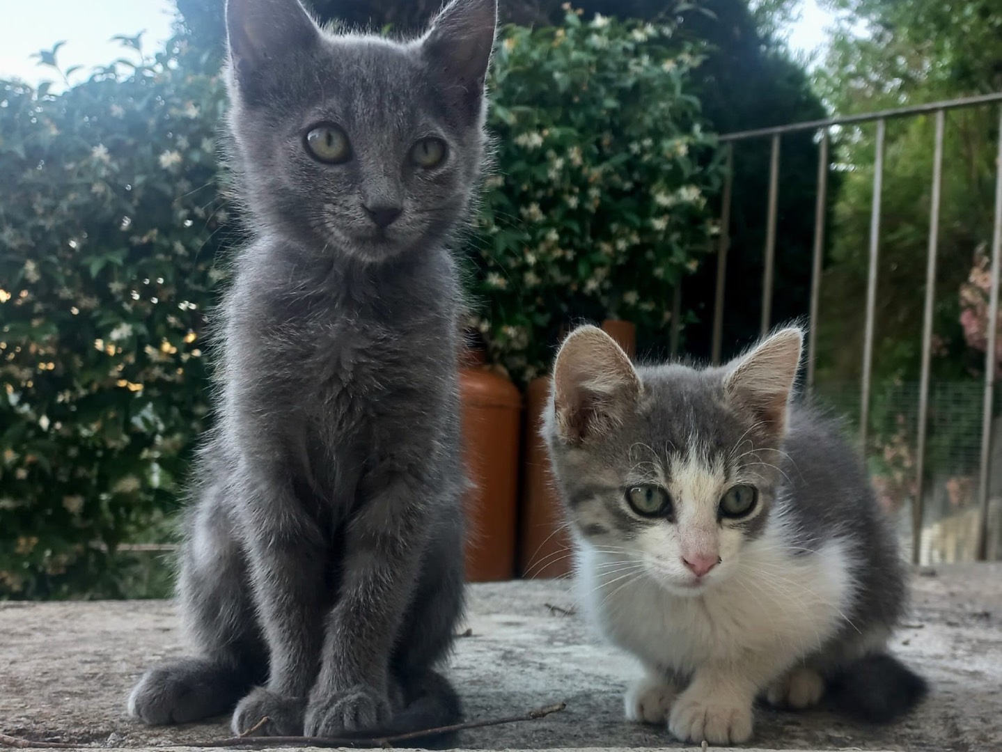 Adotta un gatto, femmina, 4 mesi, Palermo