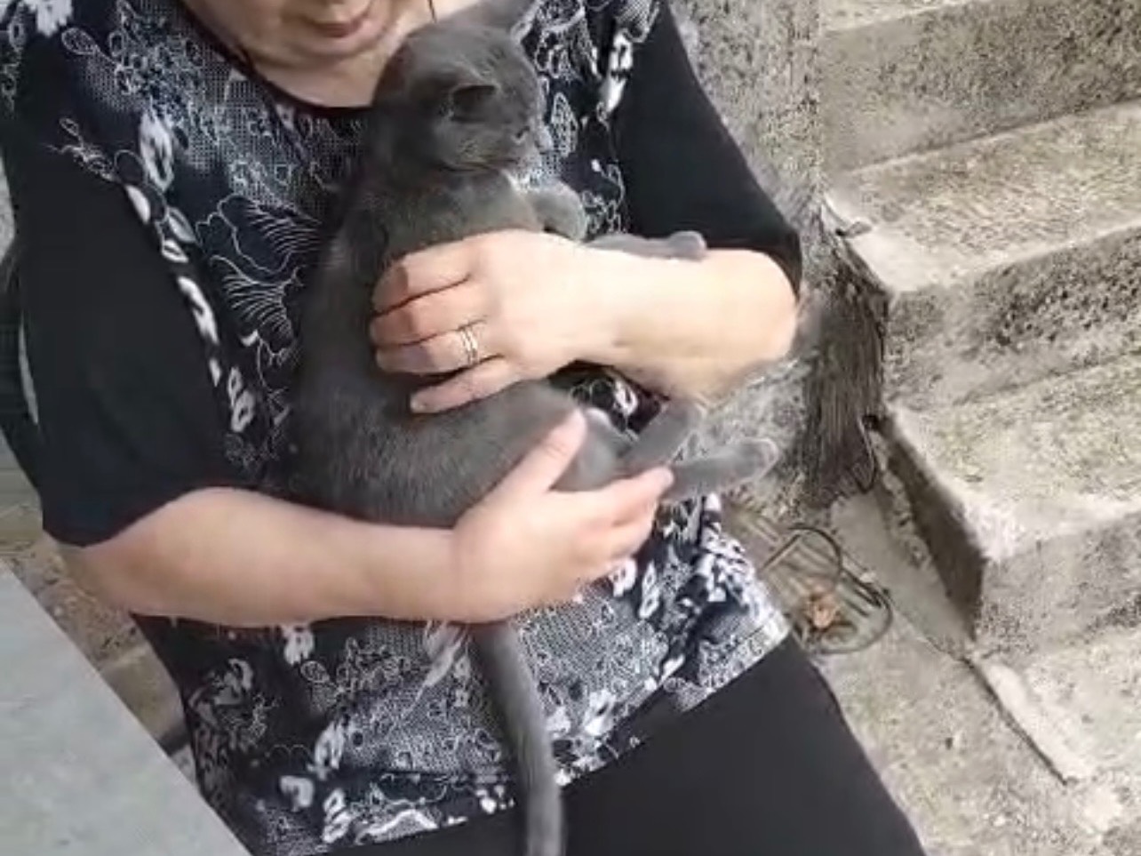 Adotta un gatto, taglia non valida, femmina, Palermo