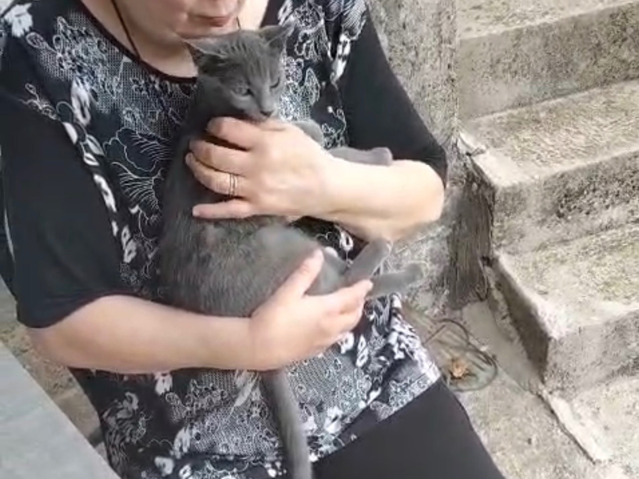 Vuoi adottare un gatto a Palermo?