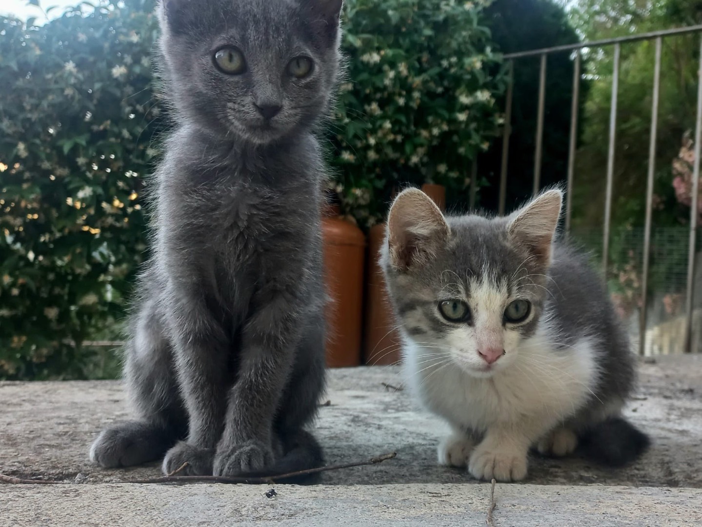 Adozione gatto, femmina, Razza sconosciuta Razza sconosciuta, 4 mesi, taglia non valida, Palermo