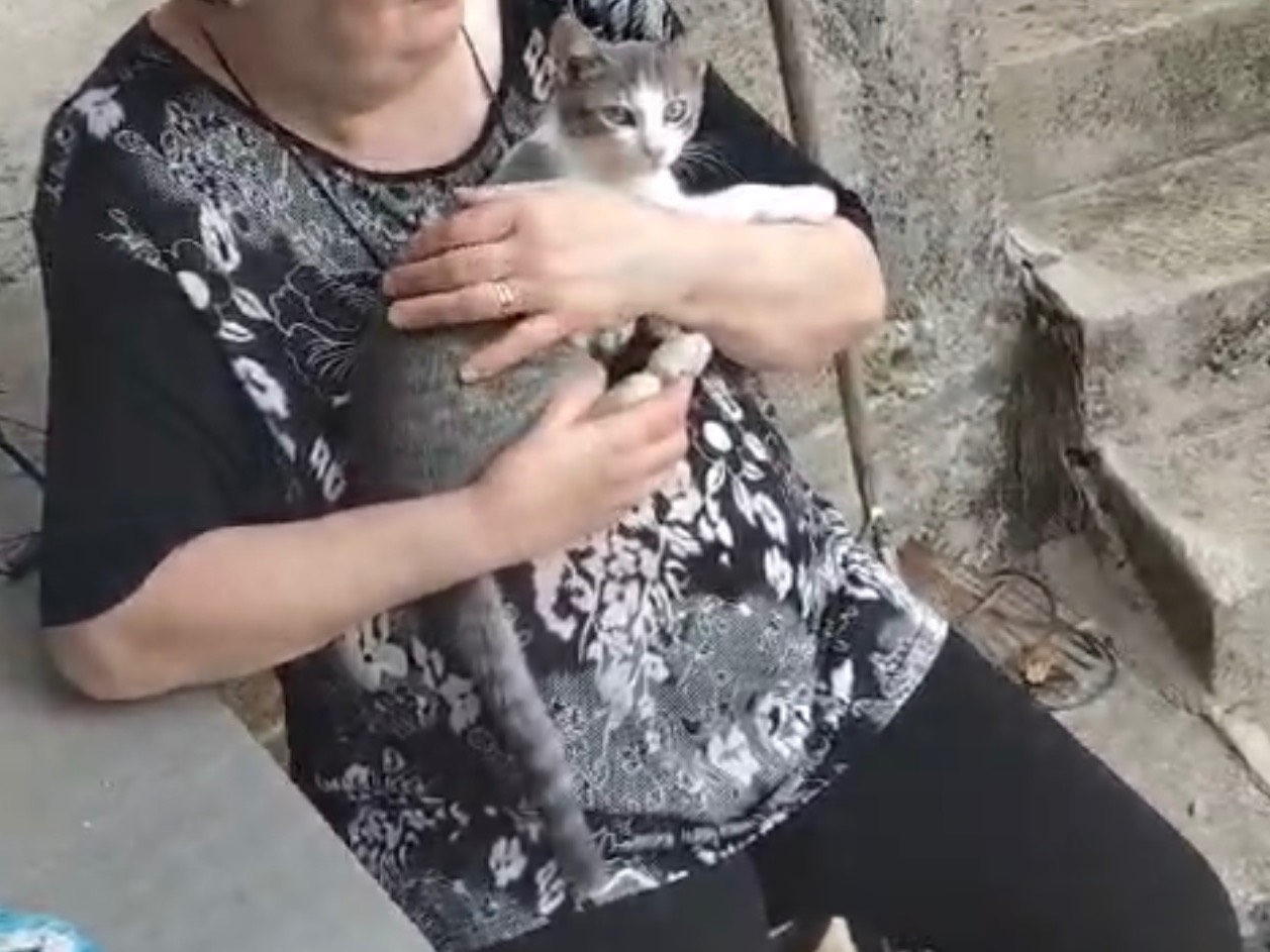 Adotta un gatto, femmina, 4 mesi, Palermo