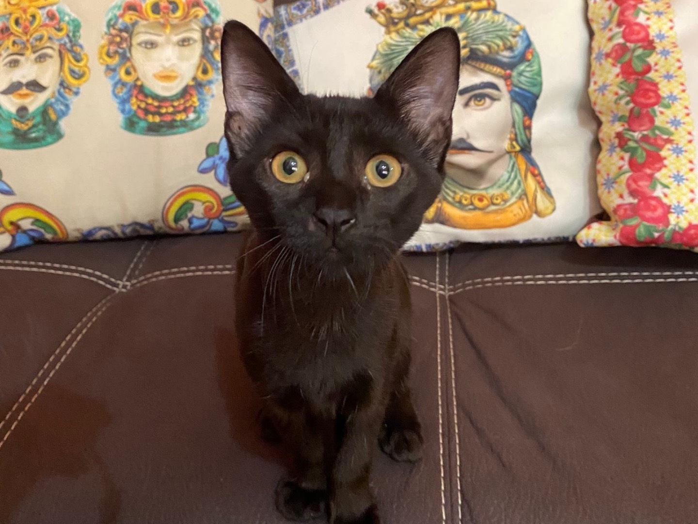 Adozione gatto, maschio, Razza sconosciuta Razza sconosciuta, 2 mesi, taglia non valida, Palermo