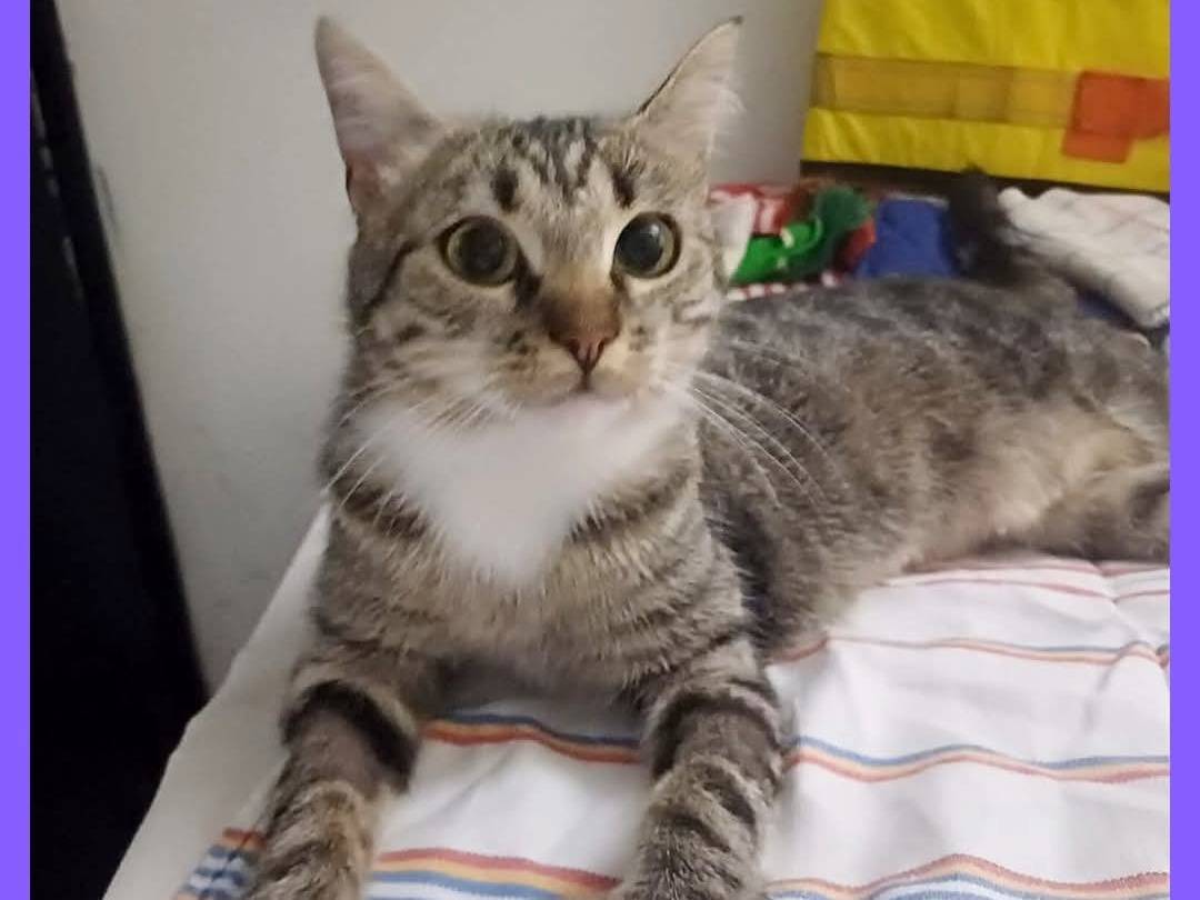 Adozione gatto, femmina, Razza sconosciuta Razza sconosciuta, 1 anno e 2 mesi, taglia non valida, Torino