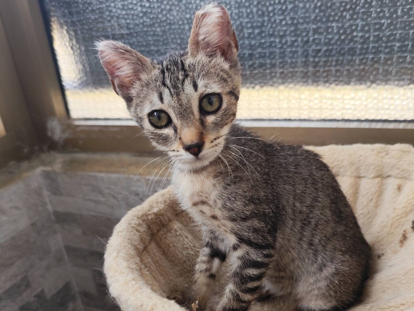 Adozione gatto, maschio, Razza sconosciuta Razza sconosciuta, 3 mesi, taglia non valida, Messina