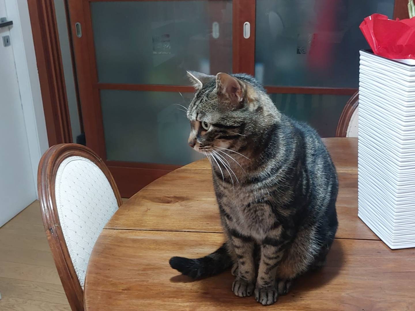 Adotta un gatto, maschio, 5 anni e 1 mese, Roma