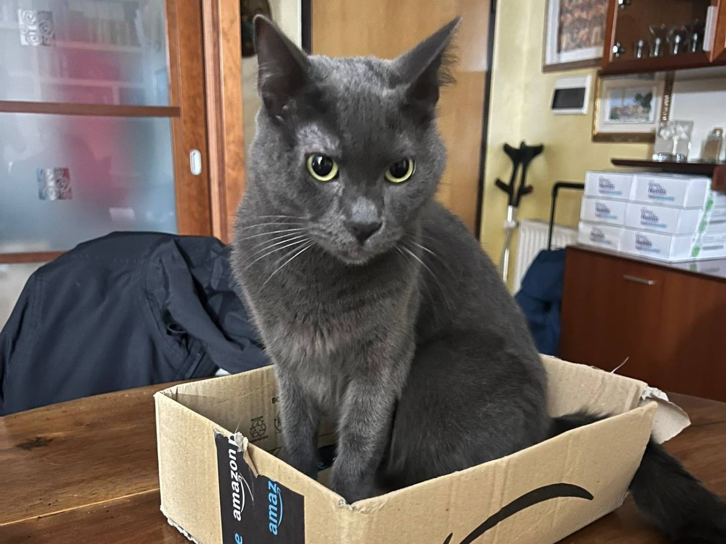 Adotta un gatto, taglia non valida, maschio, Roma