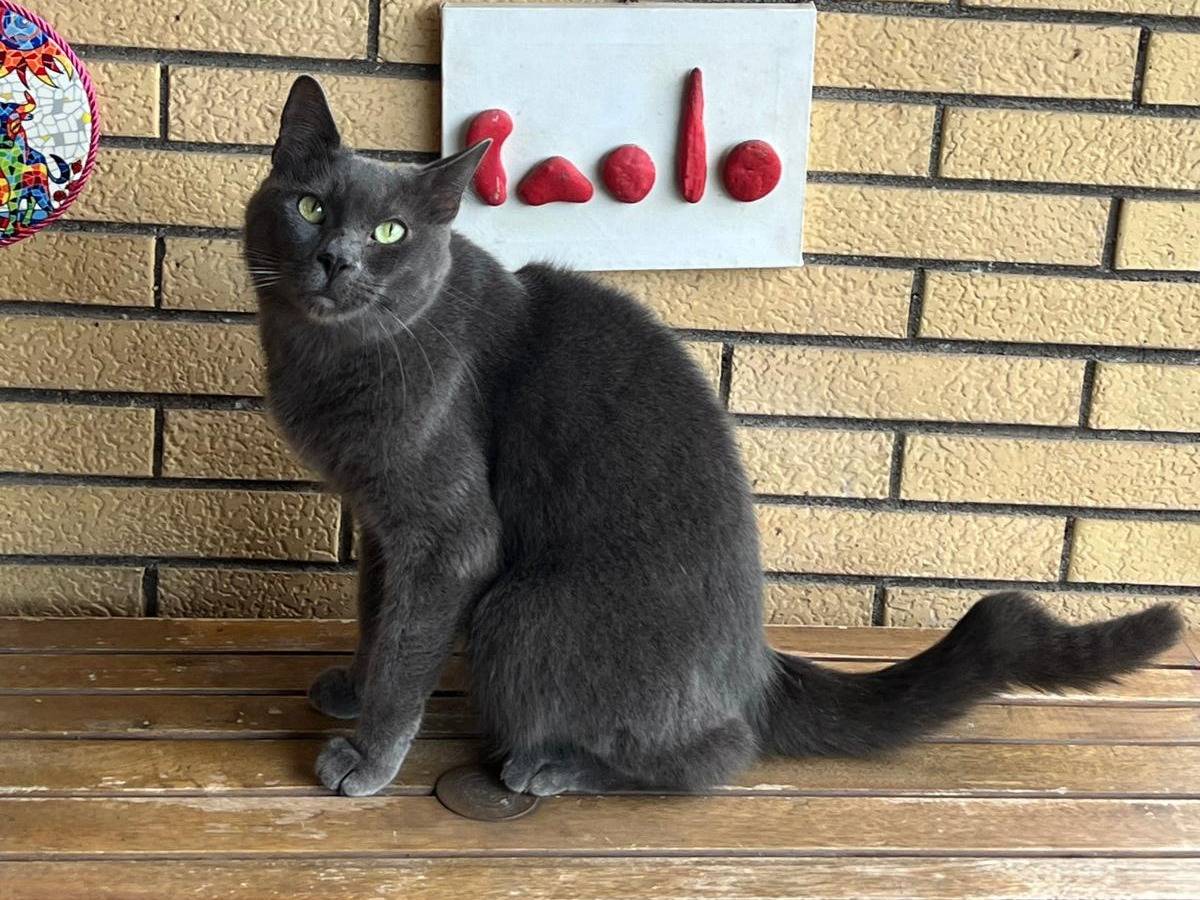 Vuoi adottare un gatto a Roma?