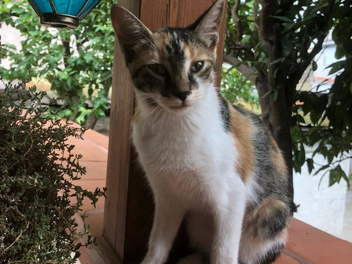 Adozione gatto, femmina, Razza sconosciuta Razza sconosciuta, 4 mesi, taglia non valida, Napoli