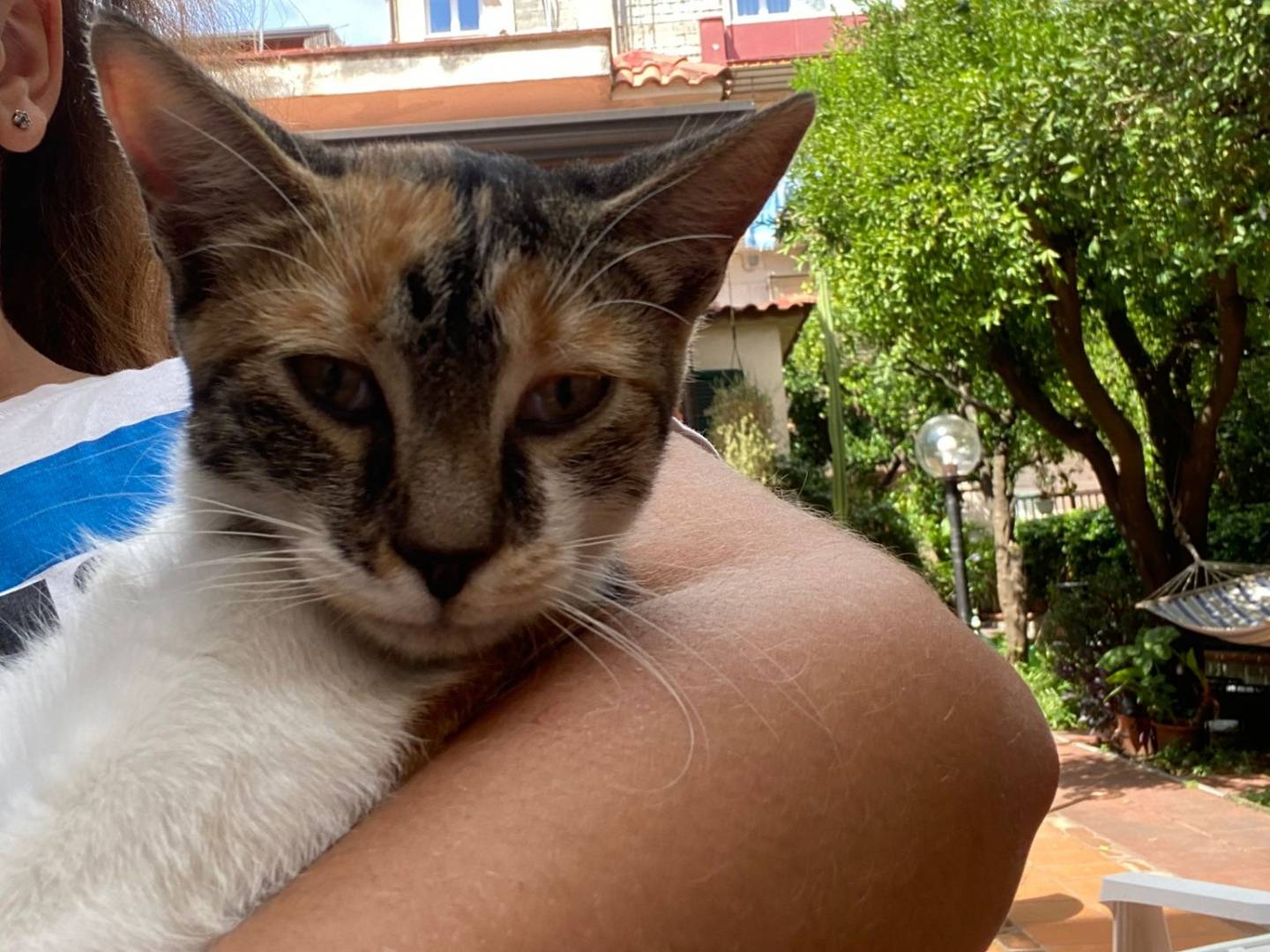 Adotta un gatto, femmina, 4 mesi, Napoli