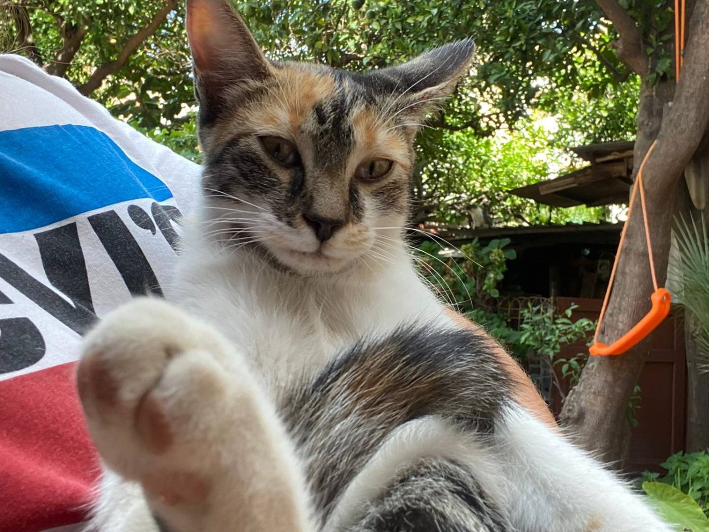 Adotta un gatto, taglia non valida, femmina, Napoli
