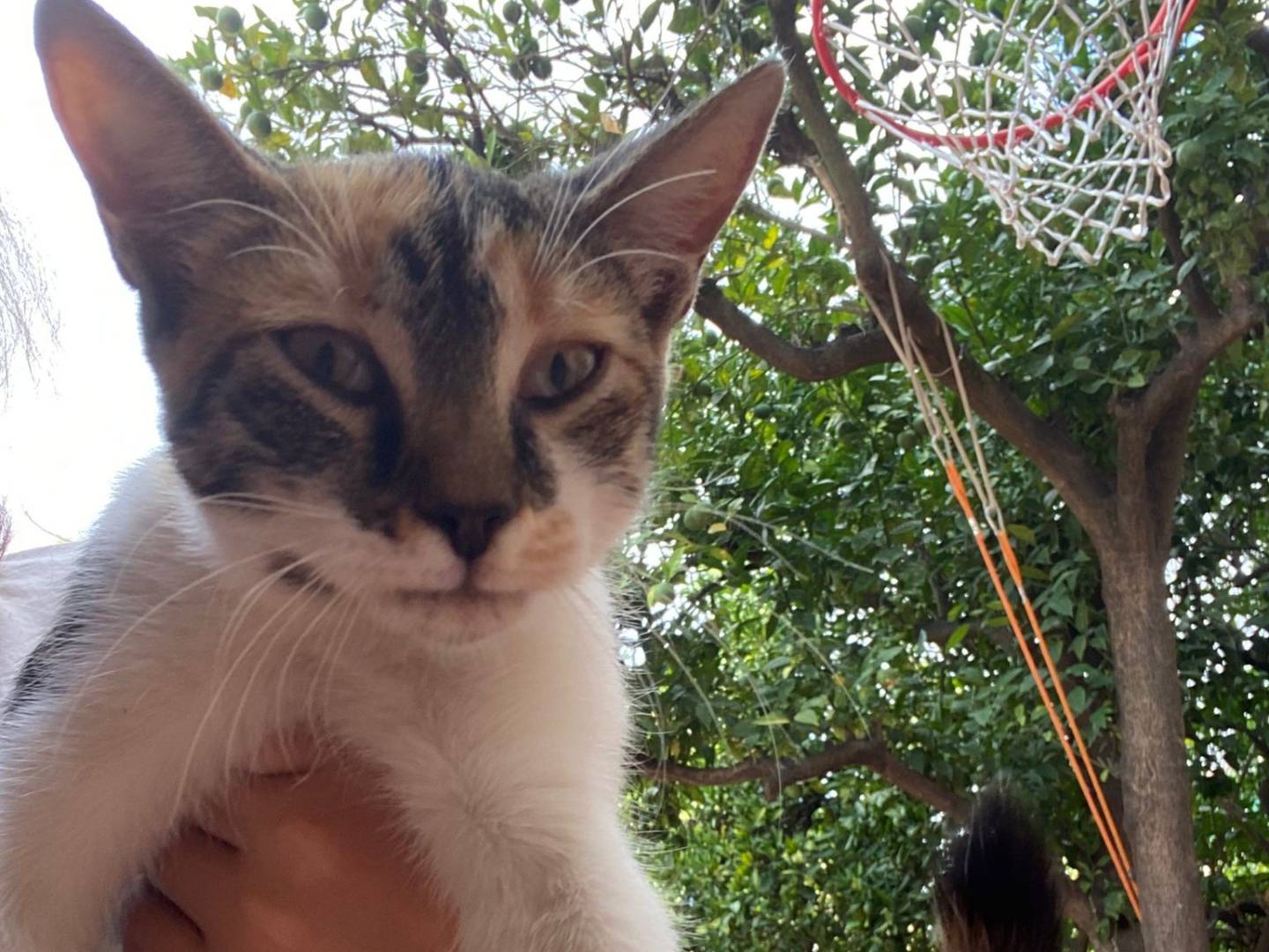 Vuoi adottare un gatto a Napoli?