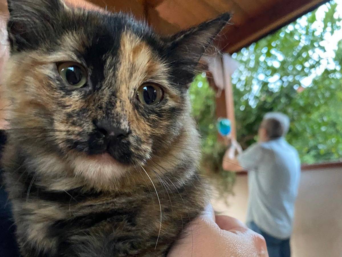 Adozione gatto, femmina, Razza sconosciuta Razza sconosciuta, 4 mesi, taglia non valida, Napoli