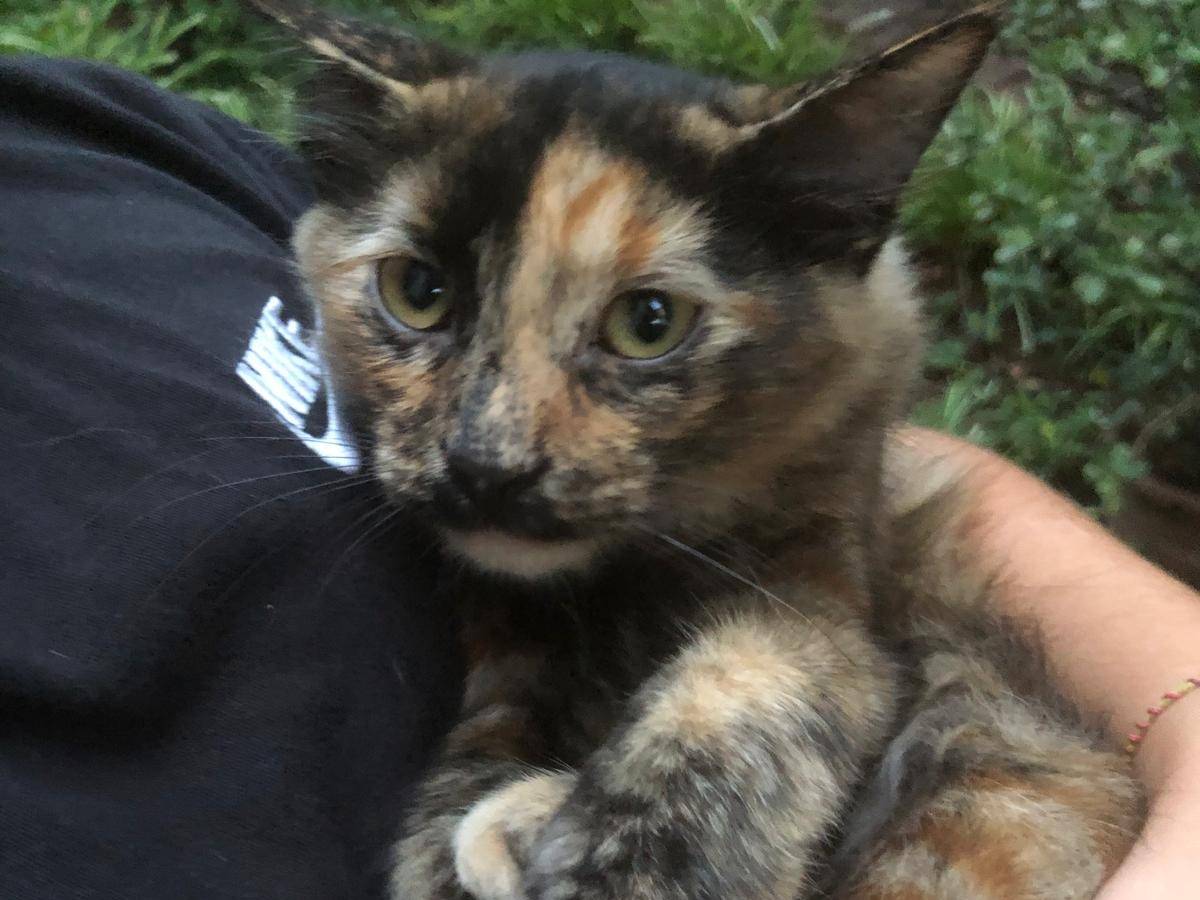 Adotta un gatto, femmina, 4 mesi, Napoli