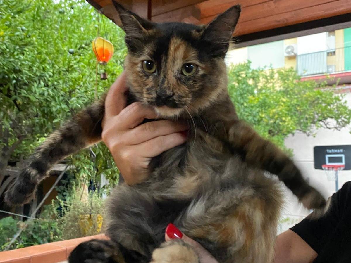 Adotta un gatto, taglia non valida, femmina, Napoli