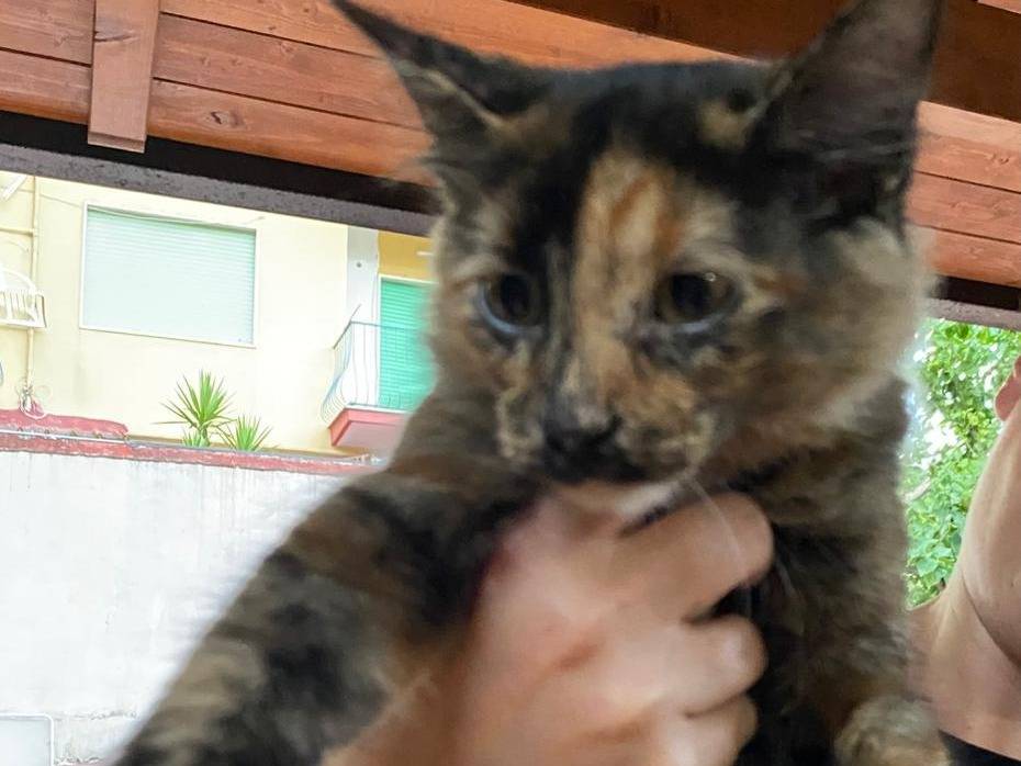 Vuoi adottare un gatto a Napoli?