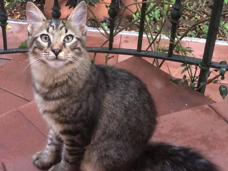 Adozione gatto, maschio, Razza sconosciuta Razza sconosciuta, 4 mesi, taglia non valida, Napoli