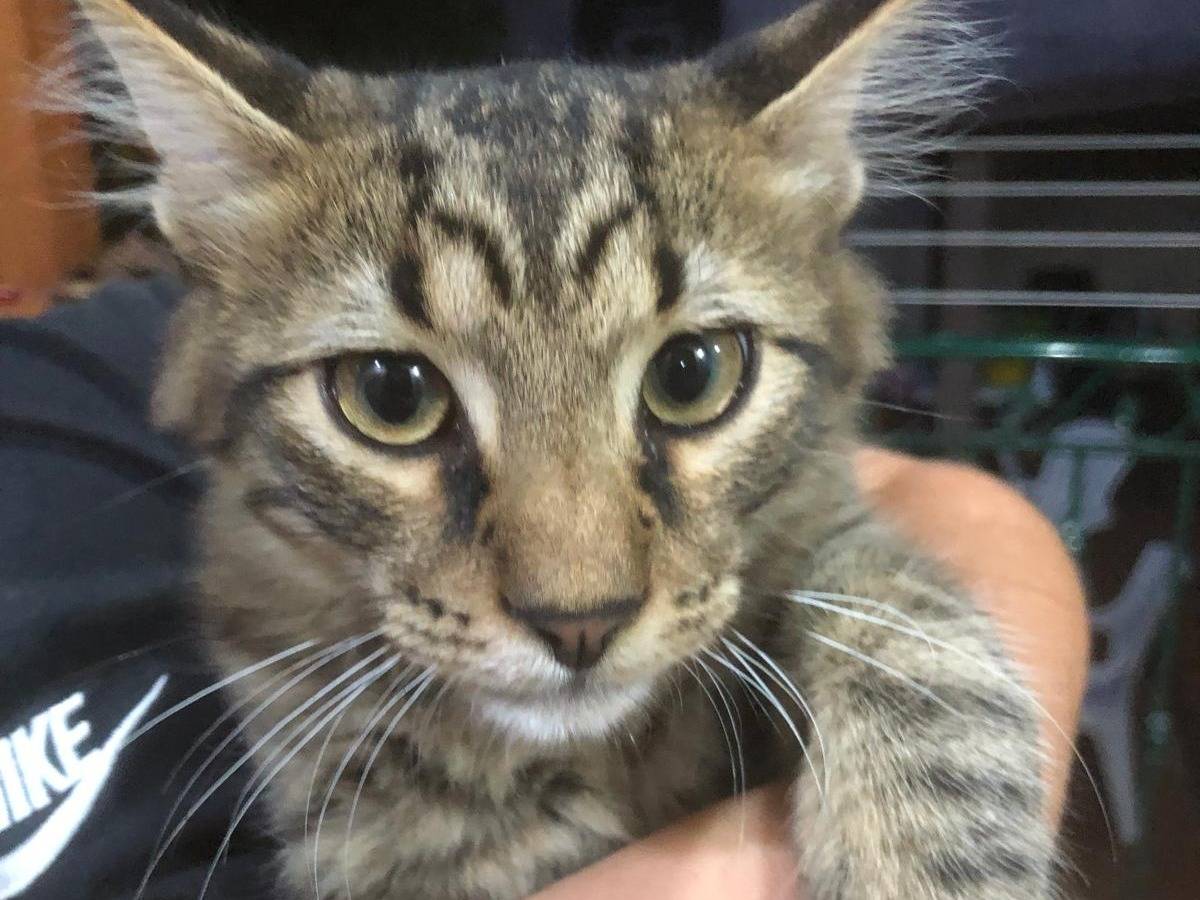 Adotta un gatto, taglia non valida, maschio, Napoli