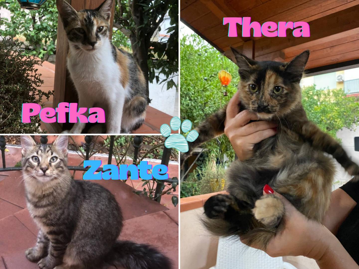 Adotta il gatto Zante a Napoli