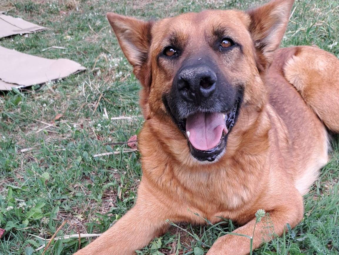 Adotta un cane, femmina, 3 anni e 5 mesi, Frosinone