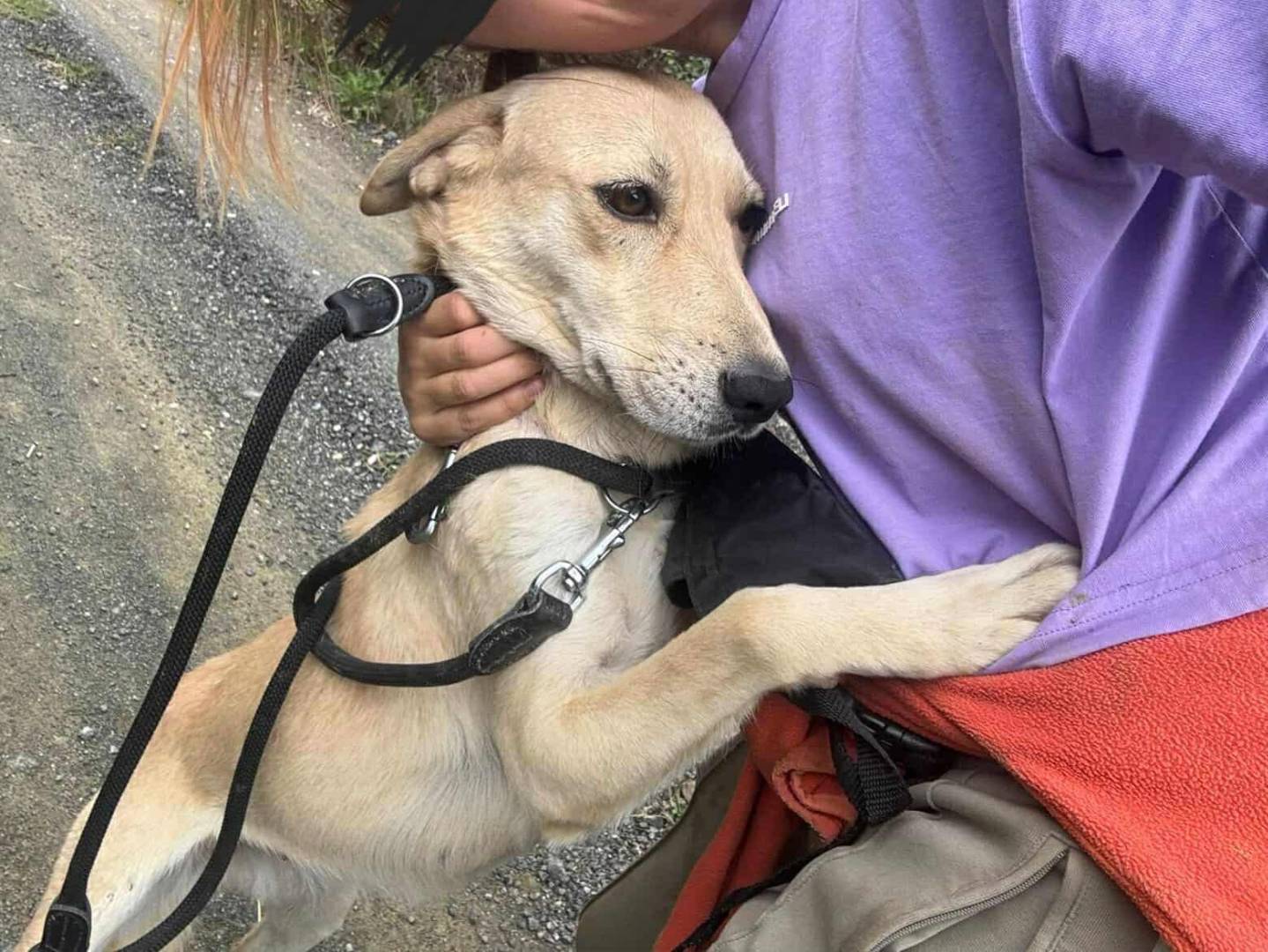 Vuoi adottare un cane a Firenze?