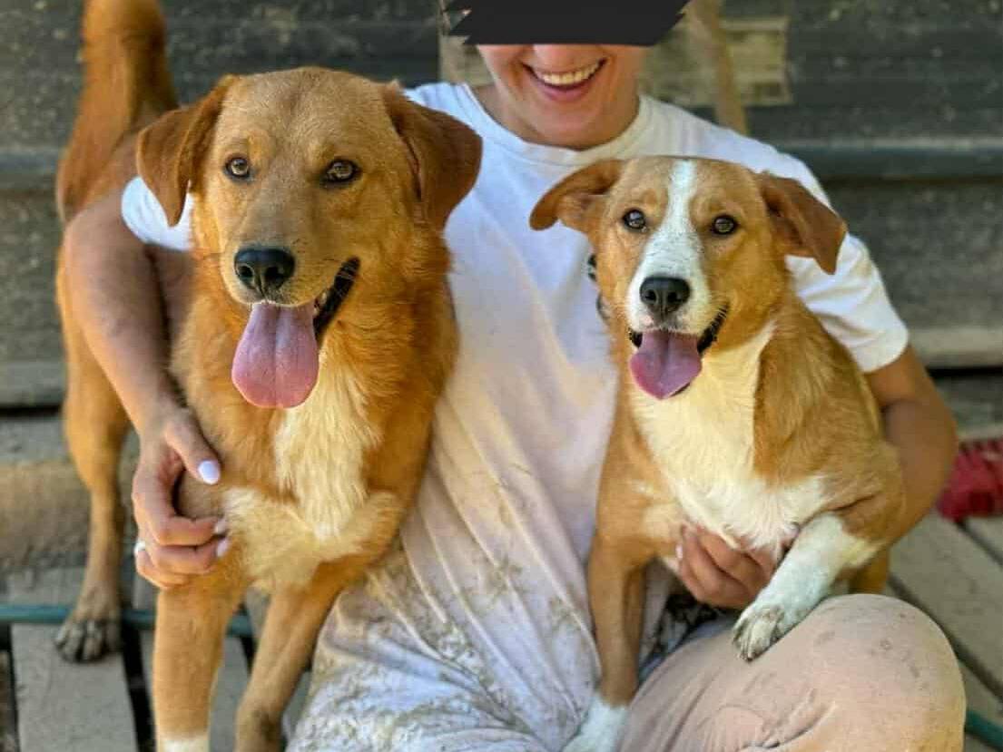 Adotta un cane, taglia media contenuta, femmina, Firenze