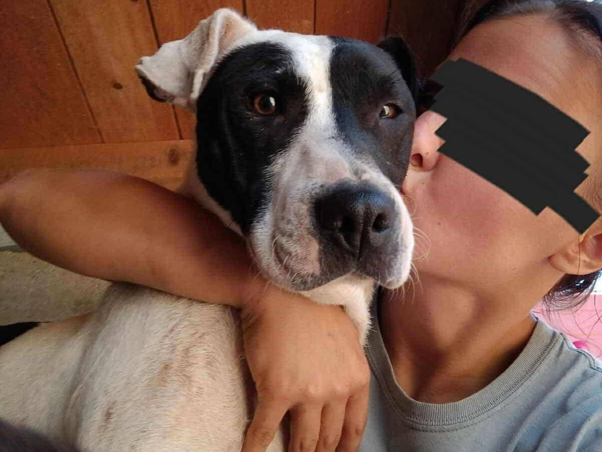Vuoi adottare un cane a Firenze?