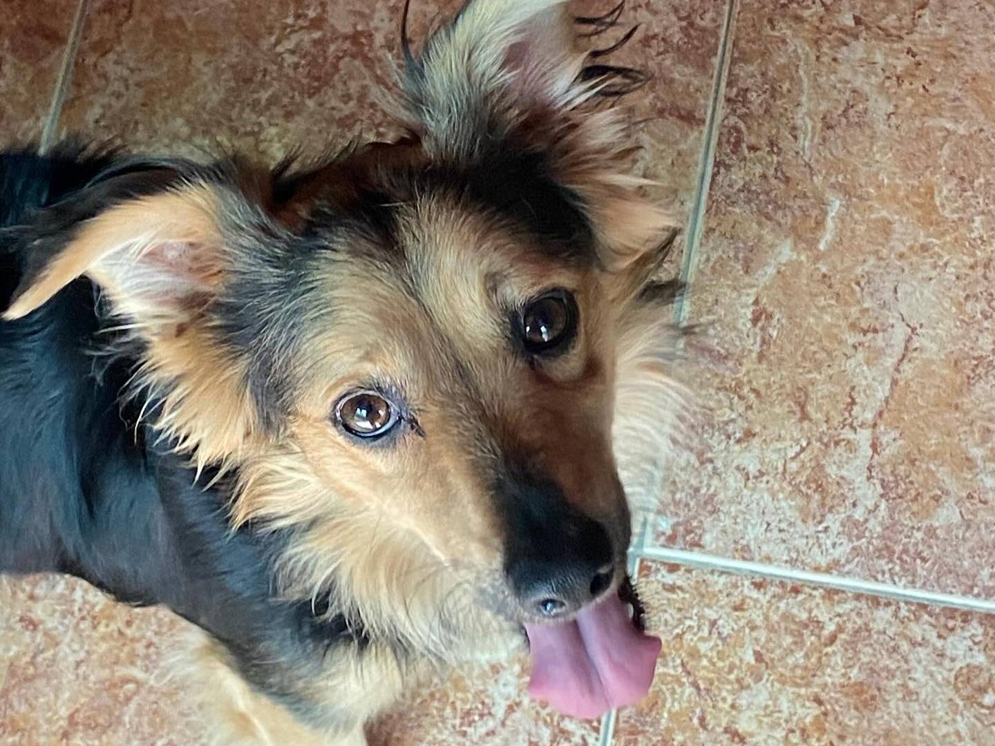 Adozione cane, maschio, Razza sconosciuta Razza sconosciuta, 1 anno e 6 mesi, taglia piccola, Latina