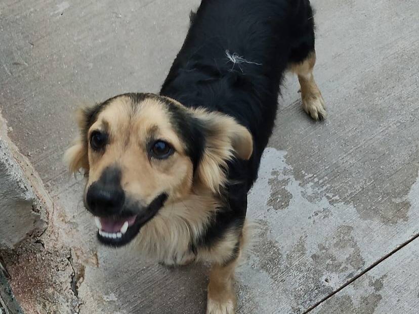 Adotta un cane, maschio, 1 anno e 6 mesi, Latina
