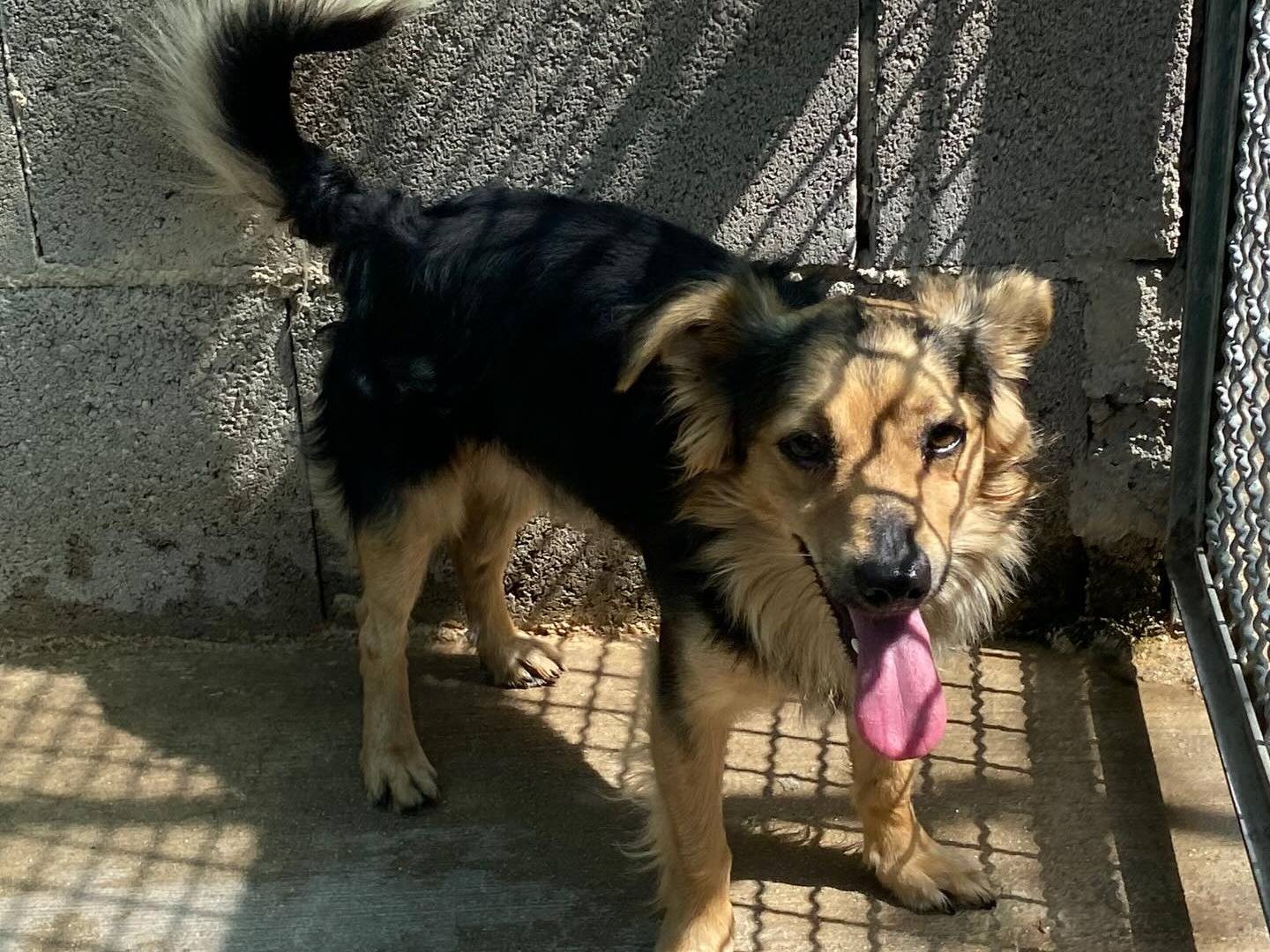 Adotta un cane, taglia piccola, maschio, Latina